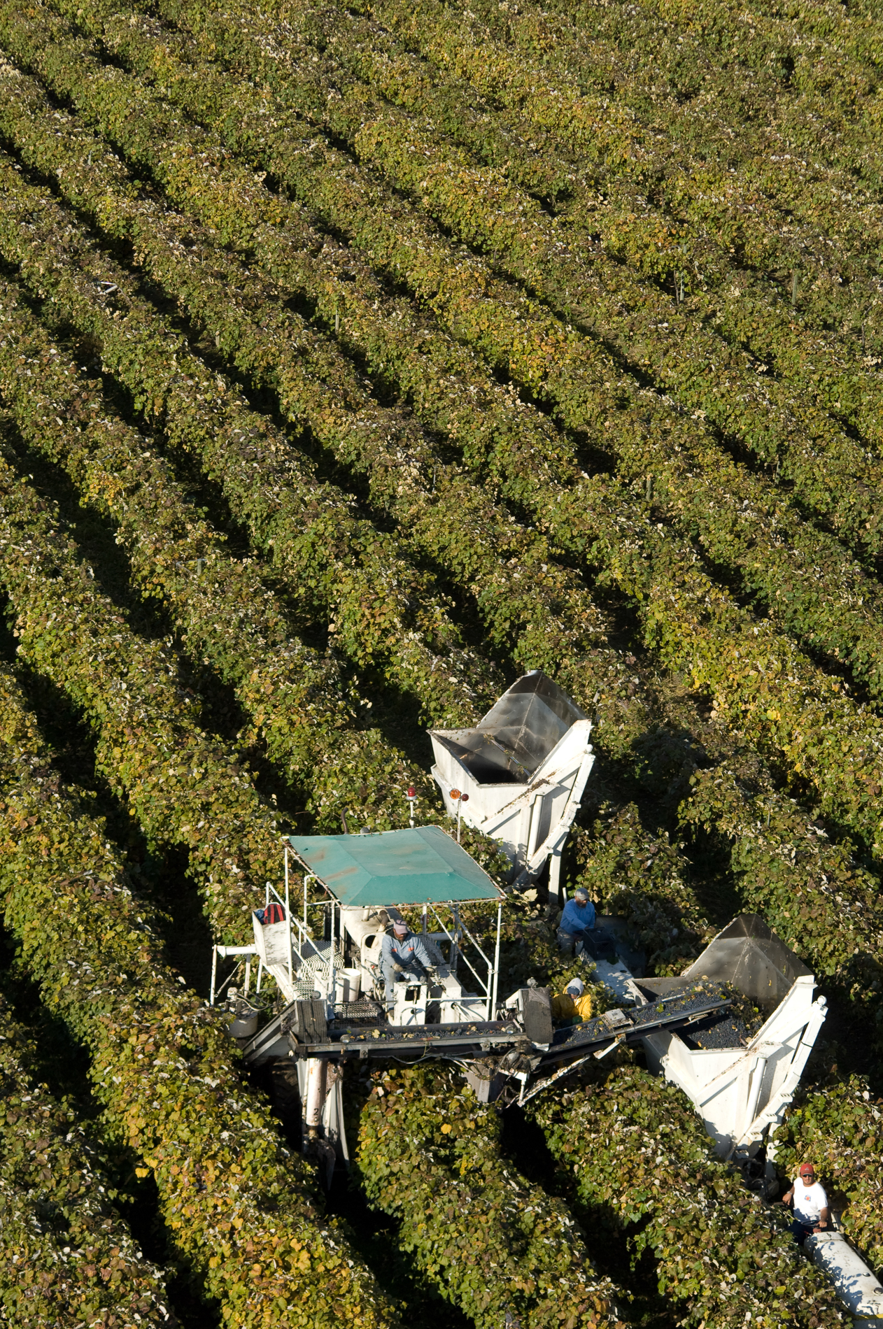 Wine Harvest from the Air