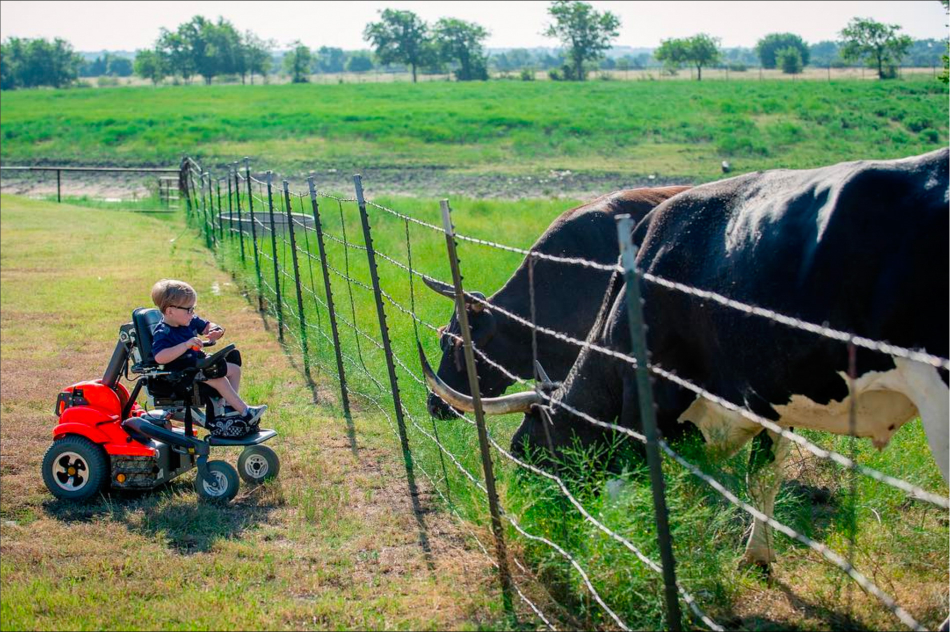 Able and the Cattle
